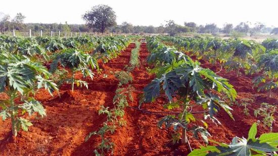 CÓMO SEMBRAR PAPAYA Guia Paso a Paso