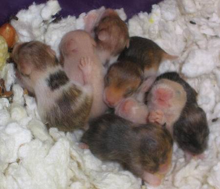 hamster-criar-nido
