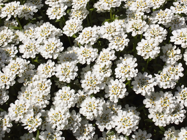 a dense mass of white perennial candytuft flowers iberis perenne