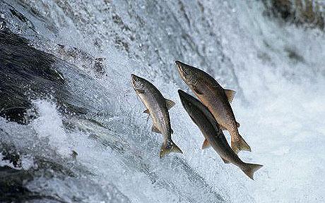 Chum salmon jumping