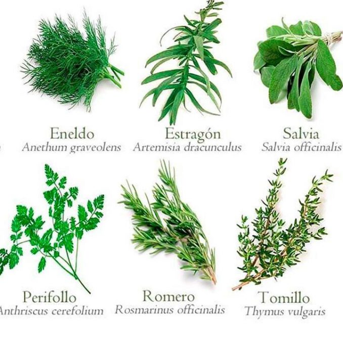 25 Plantas Medicinales Ideales Para Cultivar En Casa 2626