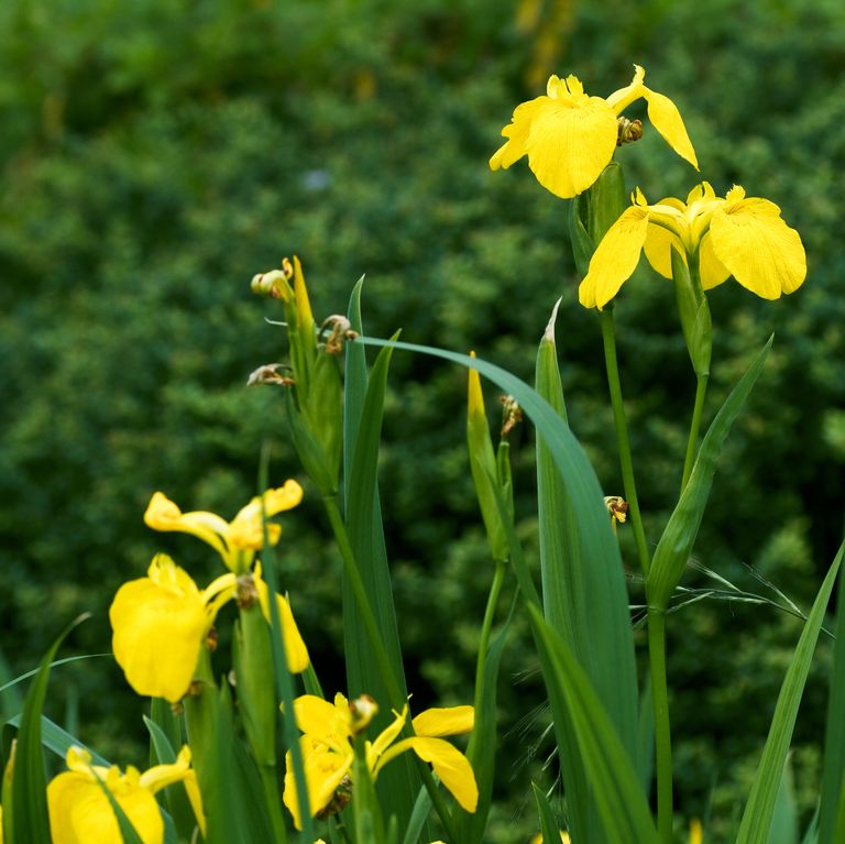 Plantas con flores amarillas: nombres, características y fotos