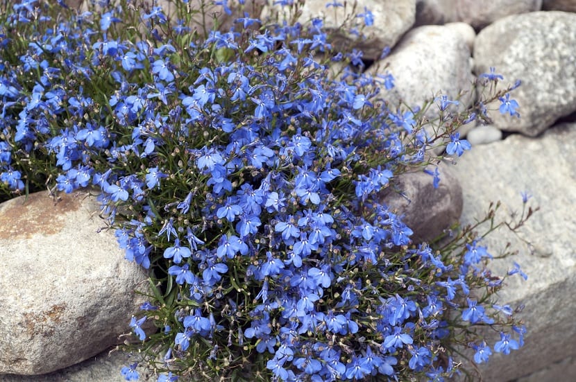 20 Plantas con flores azules